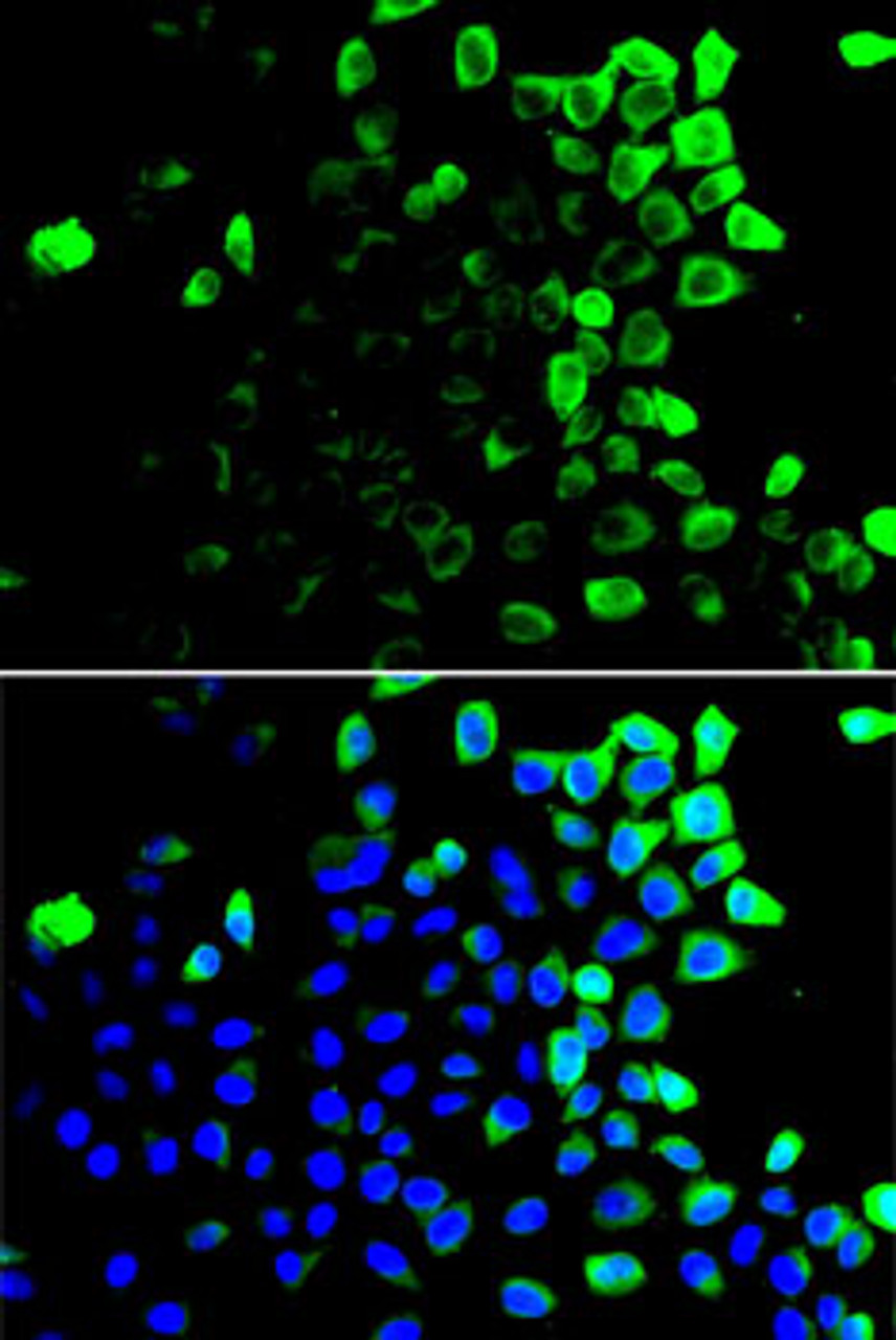 Immunofluorescence analysis of U2OS cells using SLAMF7 antibody (15-396) . Blue: DAPI for nuclear staining.