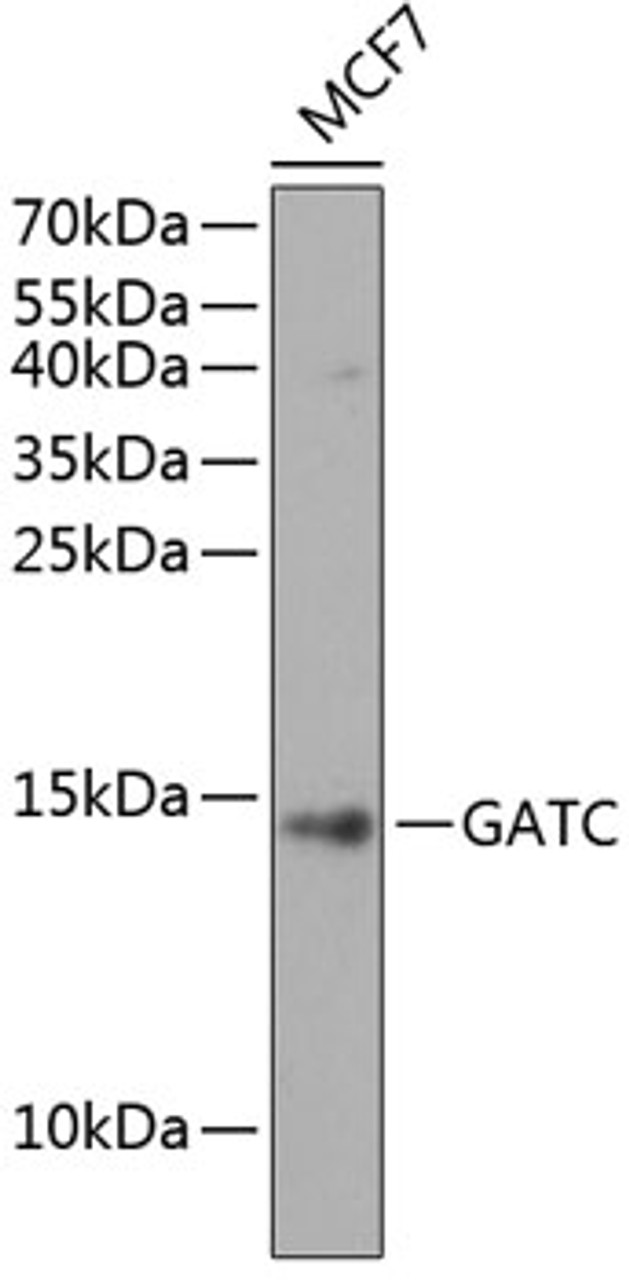 Western blot analysis of extracts of MCF7 cells, using GATC antibody (15-406) at 1:1000 dilution.<br/>Secondary antibody: HRP Goat Anti-Rabbit IgG (H+L) at 1:10000 dilution.<br/>Lysates/proteins: 25ug per lane.<br/>Blocking buffer: 3% nonfat dry milk in TBST.<br/>Detection: ECL Enhanced Kit.<br/>Exposure time: 90s.