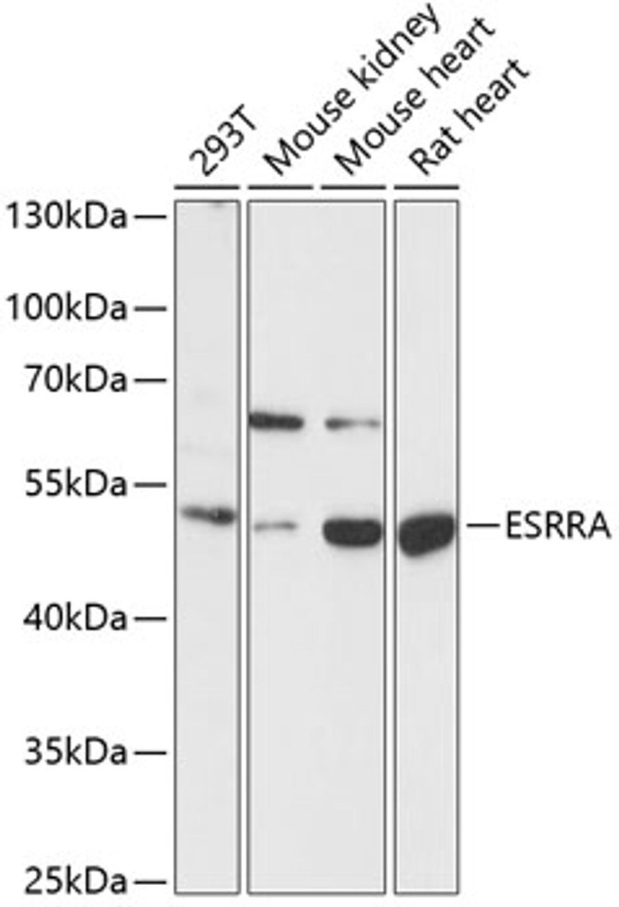 Western blot analysis of extracts of various cell lines, using ESRRA antibody (15-414) at 1:1000 dilution.<br/>Secondary antibody: HRP Goat Anti-Rabbit IgG (H+L) at 1:10000 dilution.<br/>Lysates/proteins: 25ug per lane.<br/>Blocking buffer: 3% nonfat dry milk in TBST.<br/>Detection: ECL Basic Kit.<br/>Exposure time: 30s.