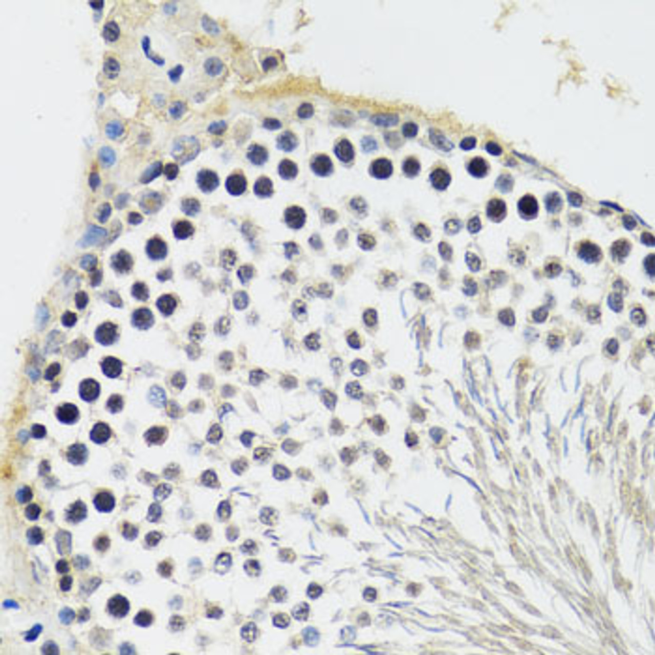 Immunohistochemistry of paraffin-embedded rat testis using CREBBP antibody (15-442) at dilution of 1:100 (40x lens) .