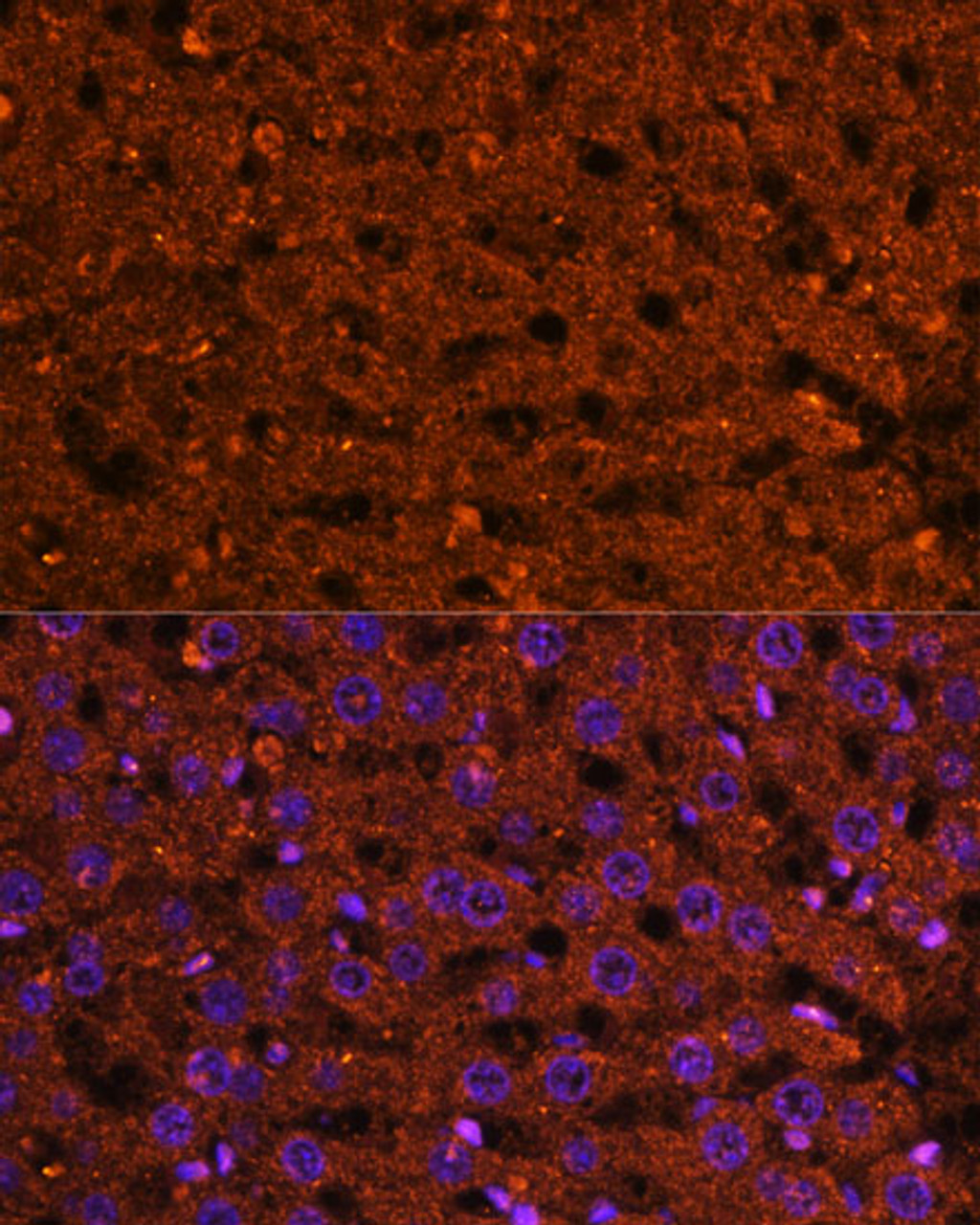 Immunofluorescence analysis of rat liver using HMGCS2 Polyclonal Antibody (15-446) at dilution of 1:100 (40x lens) . Blue: DAPI for nuclear staining.