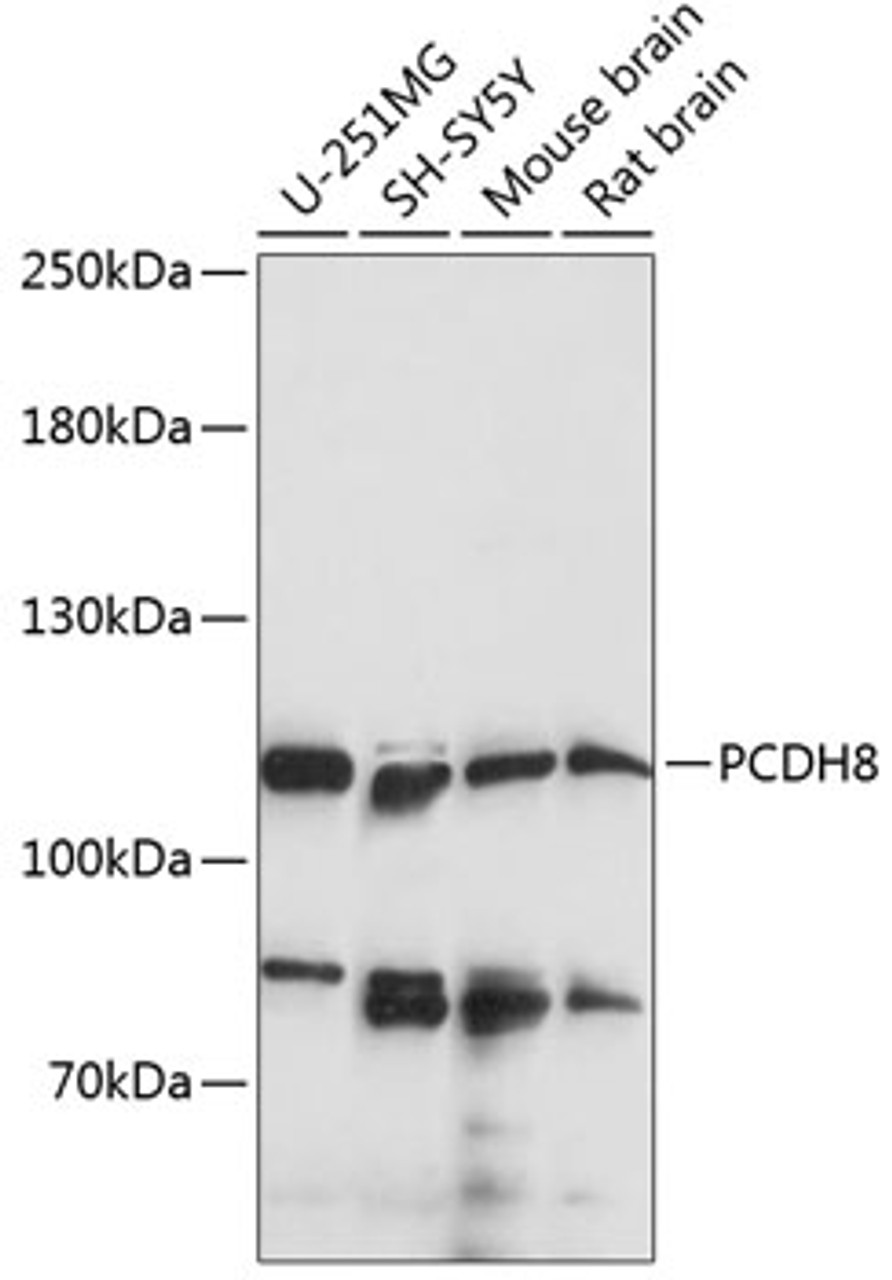 Western blot analysis of extracts of various cell lines, using PCDH8 antibody (15-450) at 1:1000 dilution.<br/>Secondary antibody: HRP Goat Anti-Rabbit IgG (H+L) at 1:10000 dilution.<br/>Lysates/proteins: 25ug per lane.<br/>Blocking buffer: 3% nonfat dry milk in TBST.<br/>Detection: ECL Basic Kit.<br/>Exposure time: 90s.