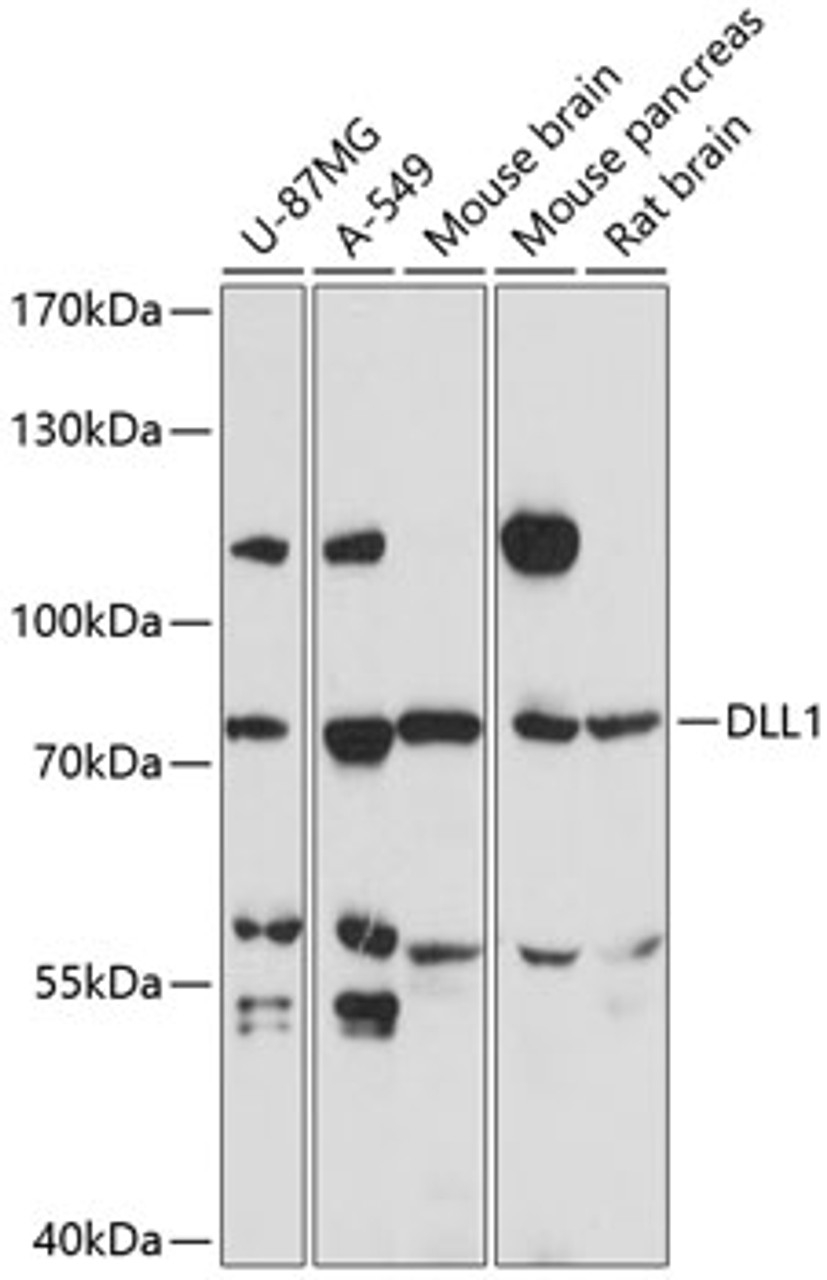 Western blot analysis of extracts of various cell lines, using DLL1 antibody (15-463) at 1:3000 dilution.<br/>Secondary antibody: HRP Goat Anti-Rabbit IgG (H+L) at 1:10000 dilution.<br/>Lysates/proteins: 25ug per lane.<br/>Blocking buffer: 3% nonfat dry milk in TBST.<br/>Detection: ECL Basic Kit.<br/>Exposure time: 30s.