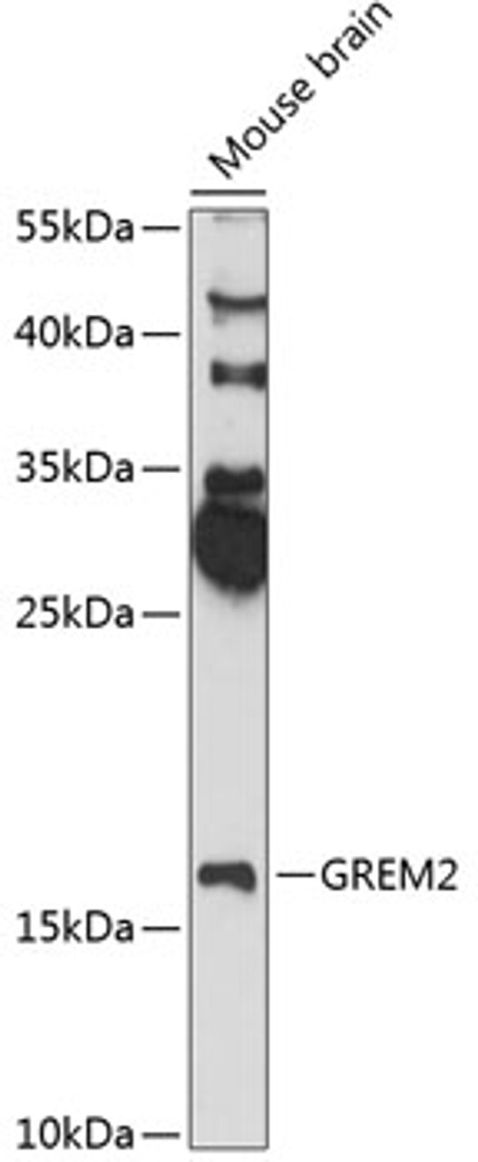 Western blot analysis of extracts of mouse brain, using GREM2 antibody (15-470) at 1:3000 dilution.<br/>Secondary antibody: HRP Goat Anti-Rabbit IgG (H+L) at 1:10000 dilution.<br/>Lysates/proteins: 25ug per lane.<br/>Blocking buffer: 3% nonfat dry milk in TBST.<br/>Detection: ECL Enhanced Kit.<br/>Exposure time: 90s.