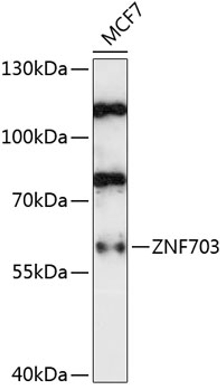 Western blot analysis of extracts of MCF7 cells, using ZNF703 antibody (15-485) at 1:1000 dilution.<br/>Secondary antibody: HRP Goat Anti-Rabbit IgG (H+L) at 1:10000 dilution.<br/>Lysates/proteins: 25ug per lane.<br/>Blocking buffer: 3% nonfat dry milk in TBST.<br/>Detection: ECL Basic Kit.<br/>Exposure time: 30s.