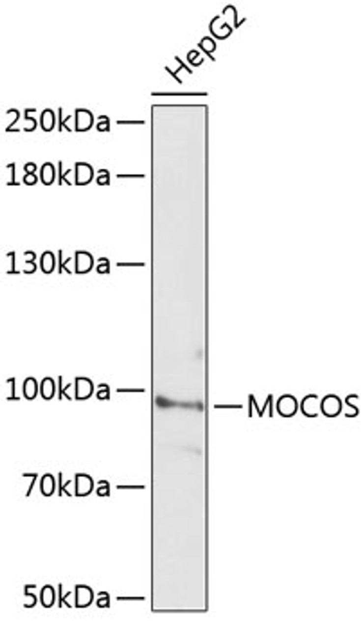 Western blot analysis of extracts of HepG2 cells, using MOCOS antibody (15-492) at 1:3000 dilution.<br/>Secondary antibody: HRP Goat Anti-Rabbit IgG (H+L) at 1:10000 dilution.<br/>Lysates/proteins: 25ug per lane.<br/>Blocking buffer: 3% nonfat dry milk in TBST.<br/>Detection: ECL Basic Kit.<br/>Exposure time: 90s.