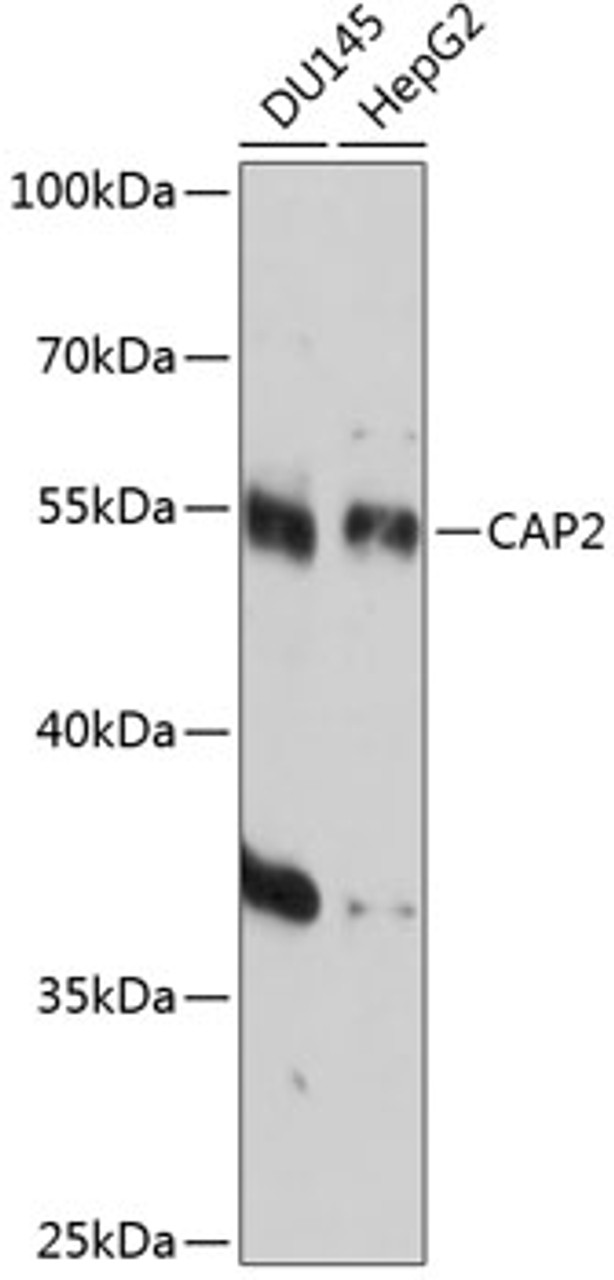 Western blot analysis of extracts of various cell lines, using CAP2 antibody (15-500) at 1:3000 dilution.<br/>Secondary antibody: HRP Goat Anti-Rabbit IgG (H+L) at 1:10000 dilution.<br/>Lysates/proteins: 25ug per lane.<br/>Blocking buffer: 3% nonfat dry milk in TBST.<br/>Detection: ECL Basic Kit.<br/>Exposure time: 10s.