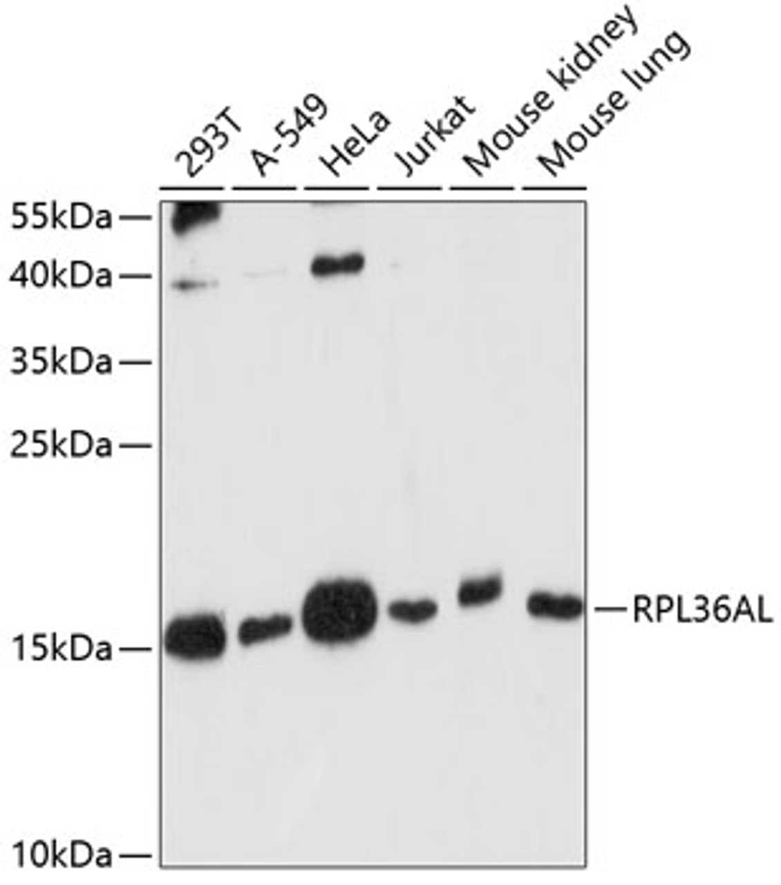 Western blot analysis of extracts of various cell lines, using RPL36AL antibody (15-505) at 1:1000 dilution.<br/>Secondary antibody: HRP Goat Anti-Rabbit IgG (H+L) at 1:10000 dilution.<br/>Lysates/proteins: 25ug per lane.<br/>Blocking buffer: 3% nonfat dry milk in TBST.<br/>Detection: ECL Basic Kit.<br/>Exposure time: 90s.