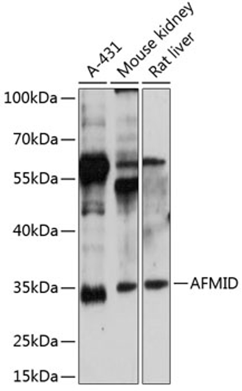 Western blot analysis of extracts of various cell lines, using AFMID antibody (15-545) at 1:3000 dilution.<br/>Secondary antibody: HRP Goat Anti-Rabbit IgG (H+L) at 1:10000 dilution.<br/>Lysates/proteins: 25ug per lane.<br/>Blocking buffer: 3% nonfat dry milk in TBST.<br/>Detection: ECL Enhanced Kit.<br/>Exposure time: 15s.