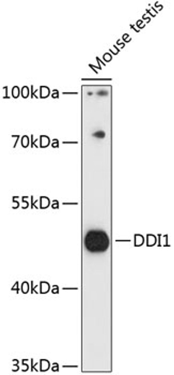 Western blot analysis of extracts of mouse testis, using DDI1 antibody (15-558) at 1:3000 dilution.<br/>Secondary antibody: HRP Goat Anti-Rabbit IgG (H+L) at 1:10000 dilution.<br/>Lysates/proteins: 25ug per lane.<br/>Blocking buffer: 3% nonfat dry milk in TBST.<br/>Detection: ECL Basic Kit.<br/>Exposure time: 90s.