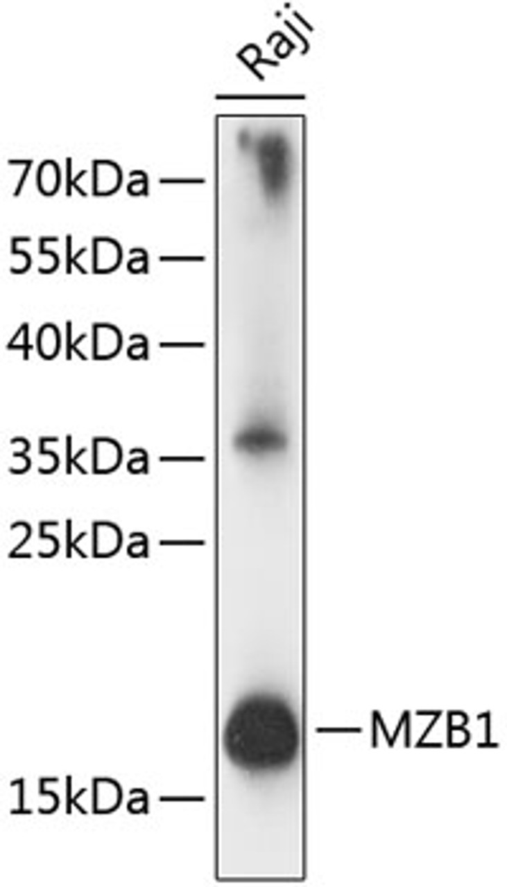 Western blot analysis of extracts of Raji cells, using MZB1 antibody (15-564) at 1:1000 dilution.<br/>Secondary antibody: HRP Goat Anti-Rabbit IgG (H+L) at 1:10000 dilution.<br/>Lysates/proteins: 25ug per lane.<br/>Blocking buffer: 3% nonfat dry milk in TBST.<br/>Detection: ECL Basic Kit.<br/>Exposure time: 10s.