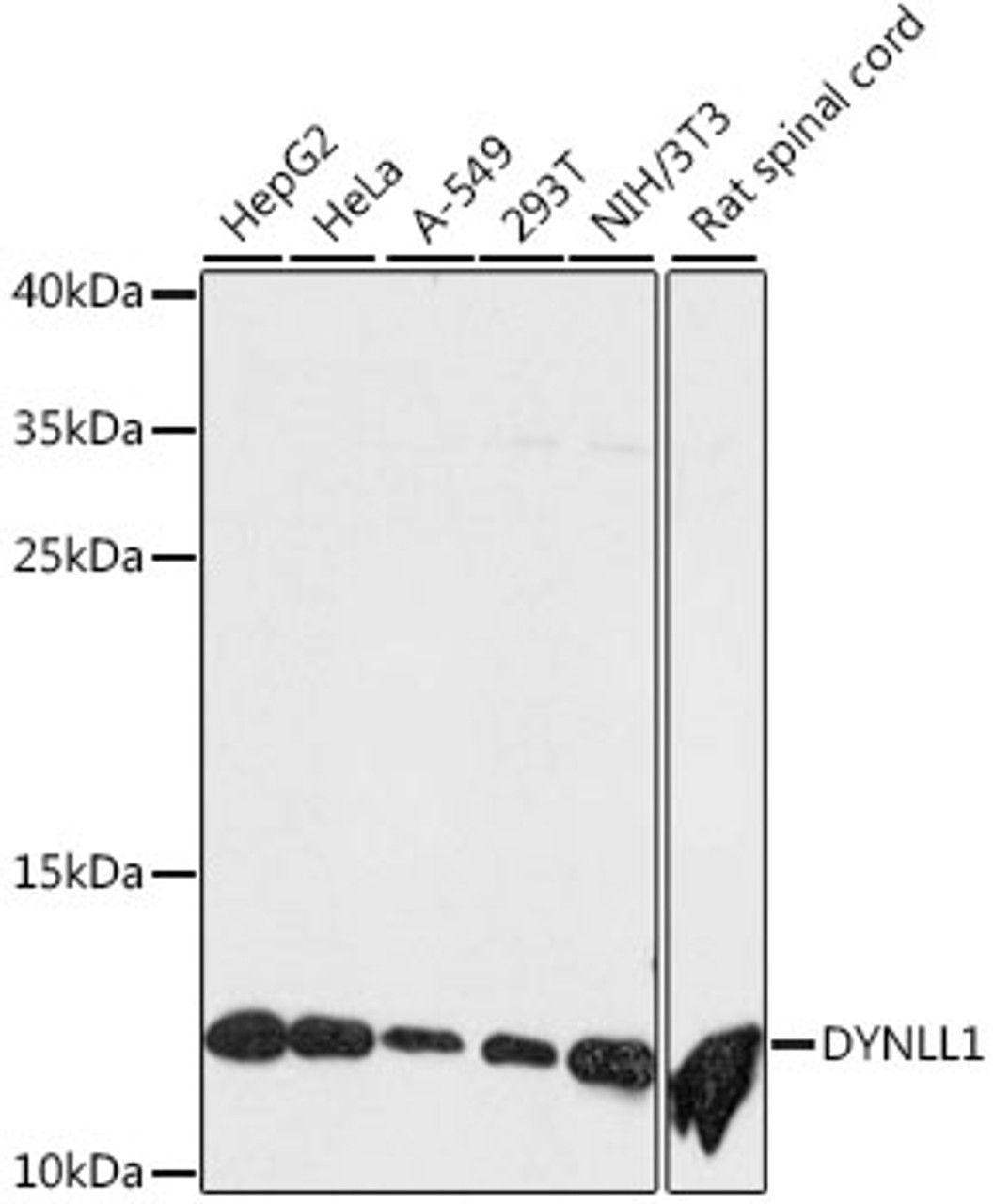 Western blot analysis of extracts of various cell lines, using DYNLL1 antibody (15-571) at 1:500 dilution.<br/>Secondary antibody: HRP Goat Anti-Rabbit IgG (H+L) at 1:10000 dilution.<br/>Lysates/proteins: 25ug per lane.<br/>Blocking buffer: 3% nonfat dry milk in TBST.<br/>Detection: ECL Basic Kit.<br/>Exposure time: 90s.