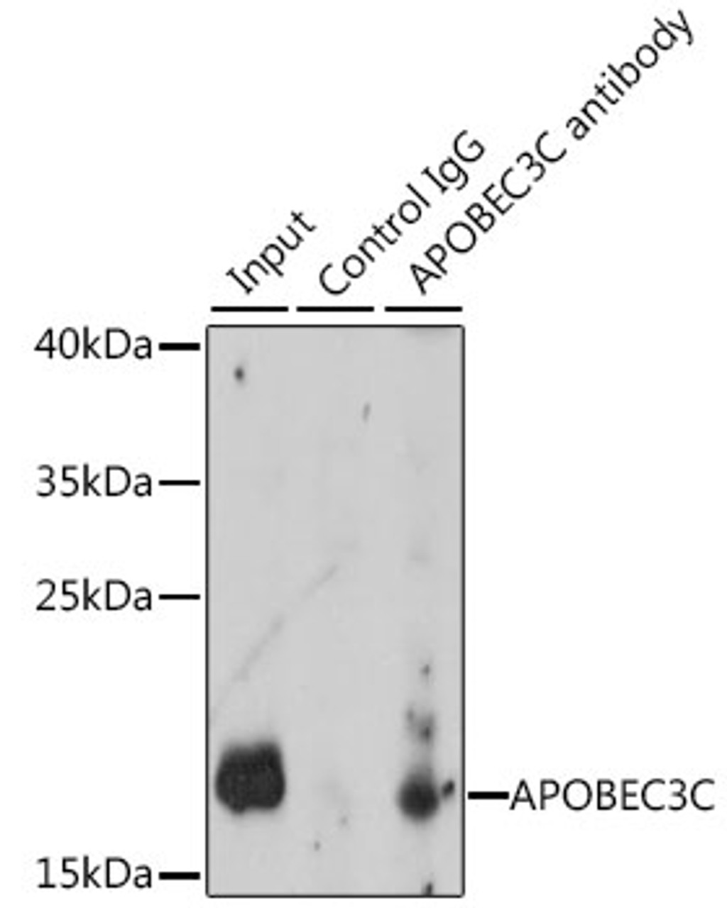 Immunoprecipitation analysis of 200ug extracts of K-562 cells, using 3 ug APOBEC3C antibody (15-577) . Western blot was performed from the immunoprecipitate using APOBEC3C antibody (15-577) at a dilition of 1:1000.