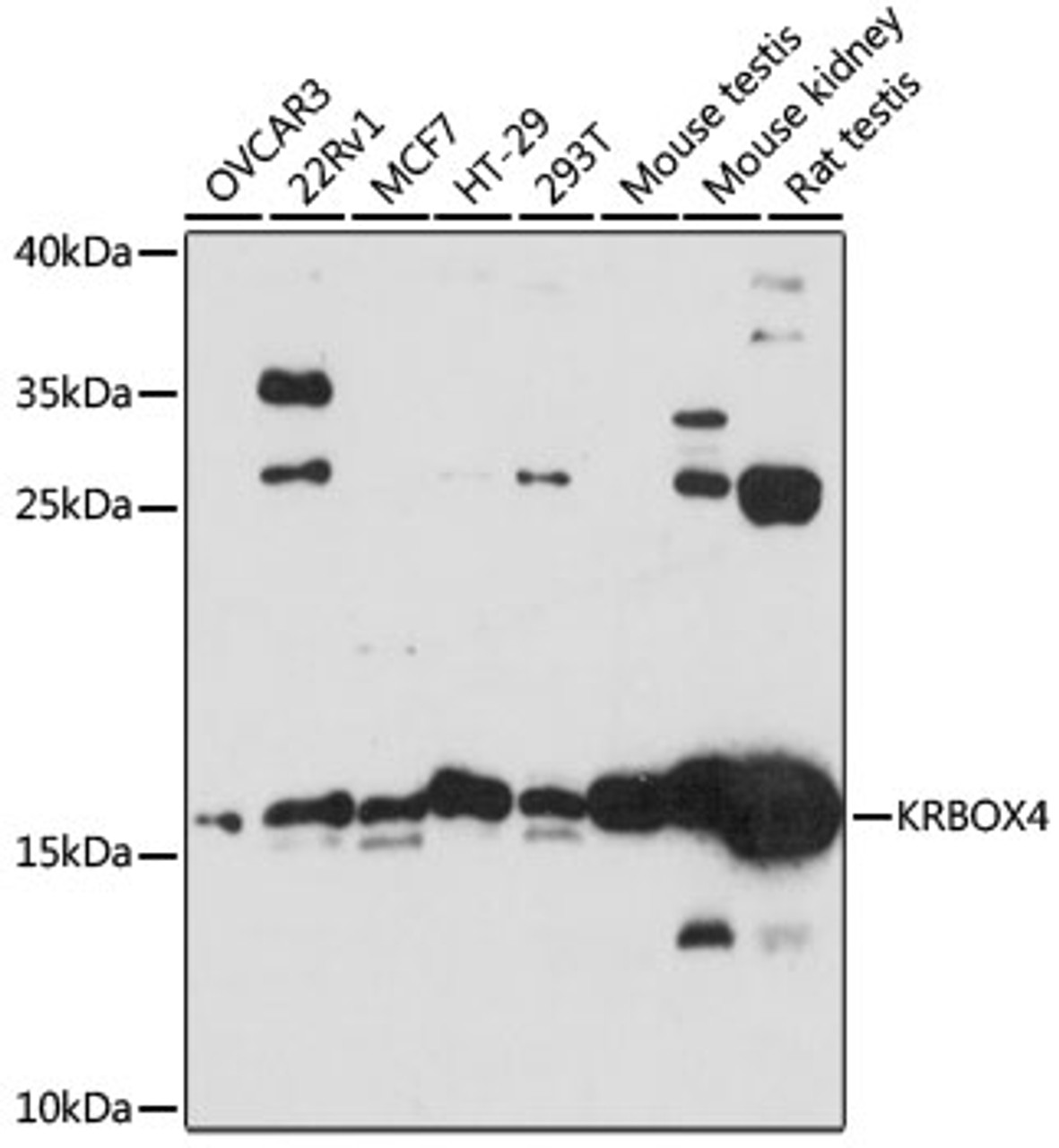 Western blot analysis of extracts of various cell lines, using KRBOX4 antibody (15-579) at 1:3000 dilution.<br/>Secondary antibody: HRP Goat Anti-Rabbit IgG (H+L) at 1:10000 dilution.<br/>Lysates/proteins: 25ug per lane.<br/>Blocking buffer: 3% nonfat dry milk in TBST.<br/>Detection: ECL Basic Kit.<br/>Exposure time: 90s.