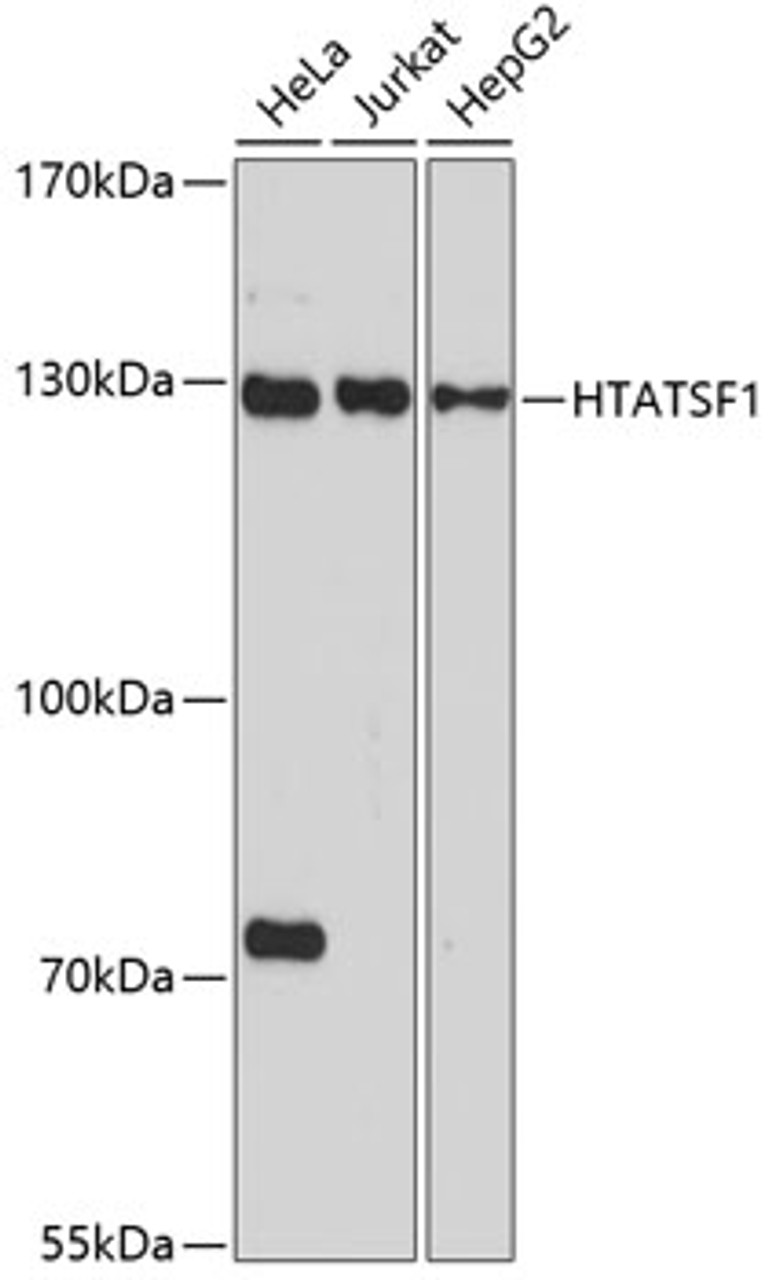Western blot analysis of extracts of various cell lines, using HTATSF1 antibody (15-593) at 1:1000 dilution.<br/>Secondary antibody: HRP Goat Anti-Rabbit IgG (H+L) at 1:10000 dilution.<br/>Lysates/proteins: 25ug per lane.<br/>Blocking buffer: 3% nonfat dry milk in TBST.<br/>Detection: ECL Basic Kit.<br/>Exposure time: 90s.