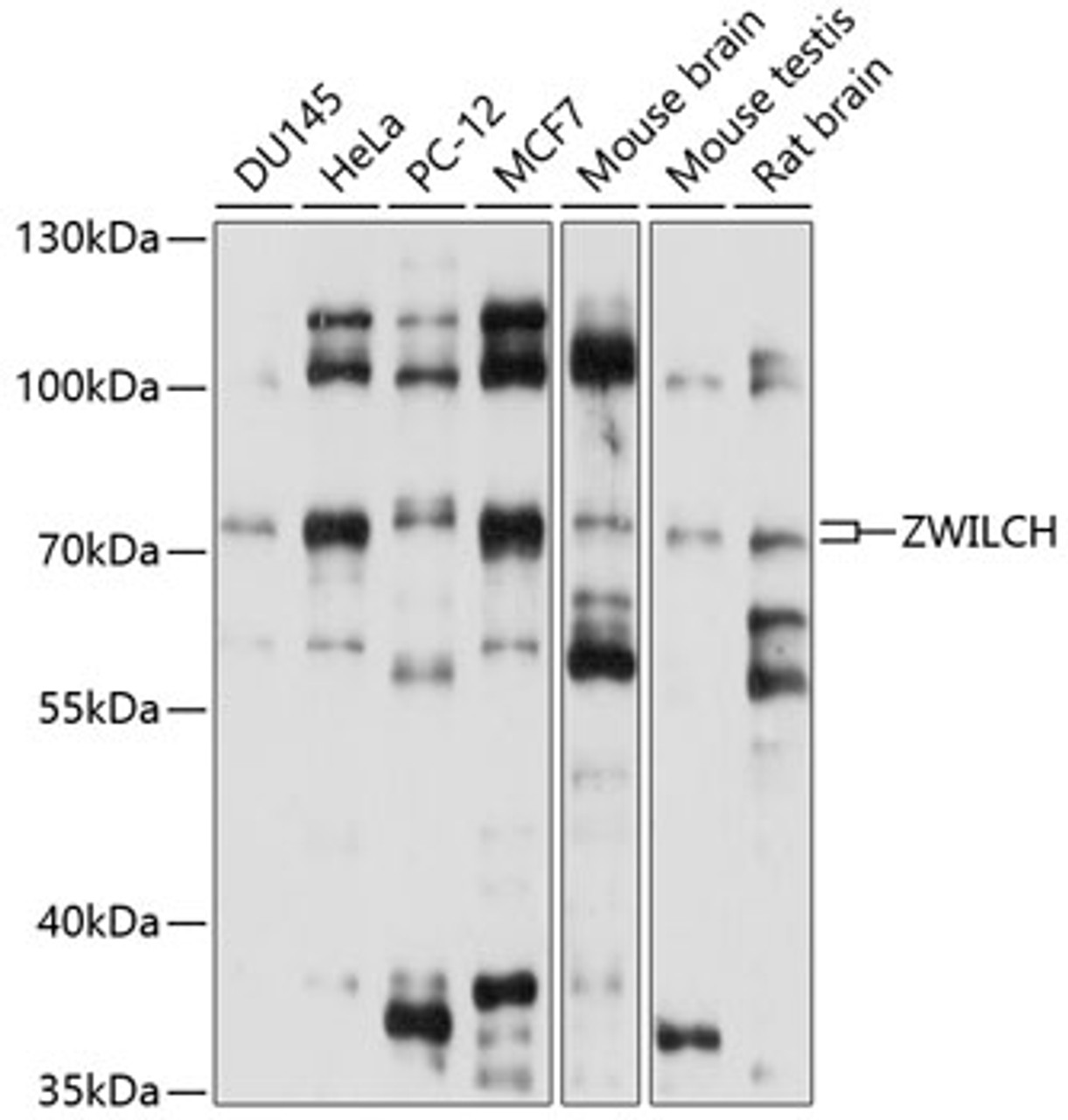 Western blot analysis of extracts of various cell lines, using ZWILCH antibody (15-639) at 1:1000 dilution.<br/>Secondary antibody: HRP Goat Anti-Rabbit IgG (H+L) at 1:10000 dilution.<br/>Lysates/proteins: 25ug per lane.<br/>Blocking buffer: 3% nonfat dry milk in TBST.<br/>Detection: ECL Basic Kit.<br/>Exposure time: 5s.