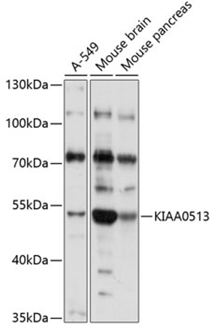 Western blot analysis of extracts of various cell lines, using KIAA0513 antibody (15-648) at 1:1000 dilution.<br/>Secondary antibody: HRP Goat Anti-Rabbit IgG (H+L) at 1:10000 dilution.<br/>Lysates/proteins: 25ug per lane.<br/>Blocking buffer: 3% nonfat dry milk in TBST.<br/>Detection: ECL Basic Kit.<br/>Exposure time: 1s.