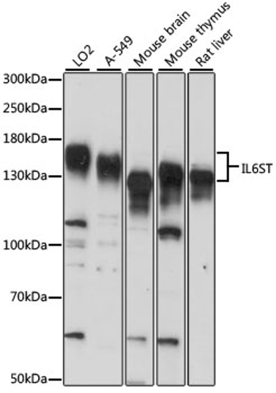 Western blot analysis of extracts of various cell lines, using IL6ST antibody (15-655) at 1:1000 dilution.<br/>Secondary antibody: HRP Goat Anti-Rabbit IgG (H+L) at 1:10000 dilution.<br/>Lysates/proteins: 25ug per lane.<br/>Blocking buffer: 3% nonfat dry milk in TBST.<br/>Detection: ECL Basic Kit.<br/>Exposure time: 30s.