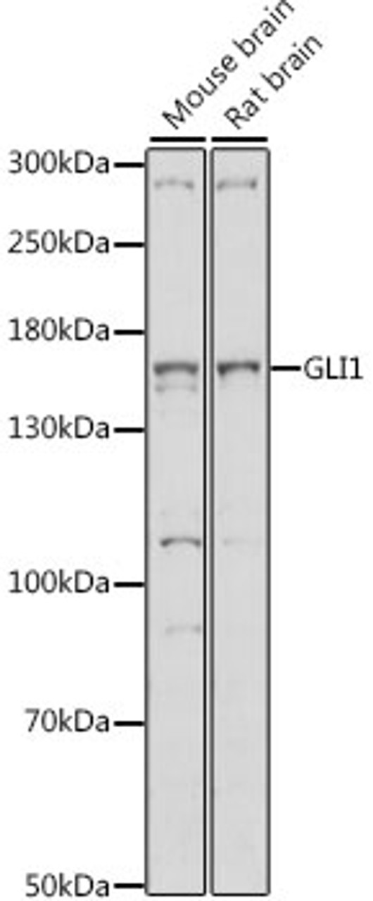 Western blot analysis of extracts of various cell lines, using GLI1 antibody (15-663) at 1:1000 dilution.<br/>Secondary antibody: HRP Goat Anti-Rabbit IgG (H+L) at 1:10000 dilution.<br/>Lysates/proteins: 25ug per lane.<br/>Blocking buffer: 3% nonfat dry milk in TBST.<br/>Detection: ECL Basic Kit.<br/>Exposure time: 90s.