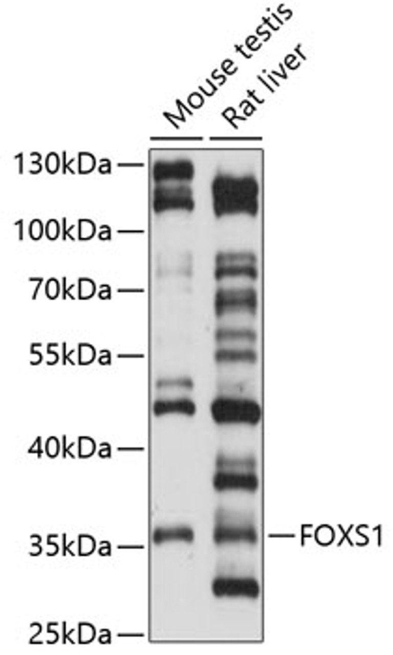 Western blot analysis of extracts of various cell lines, using FOXS1 antibody (15-691) at 1:1000 dilution.<br/>Secondary antibody: HRP Goat Anti-Rabbit IgG (H+L) at 1:10000 dilution.<br/>Lysates/proteins: 25ug per lane.<br/>Blocking buffer: 3% nonfat dry milk in TBST.<br/>Detection: ECL Enhanced Kit.<br/>Exposure time: 60s.