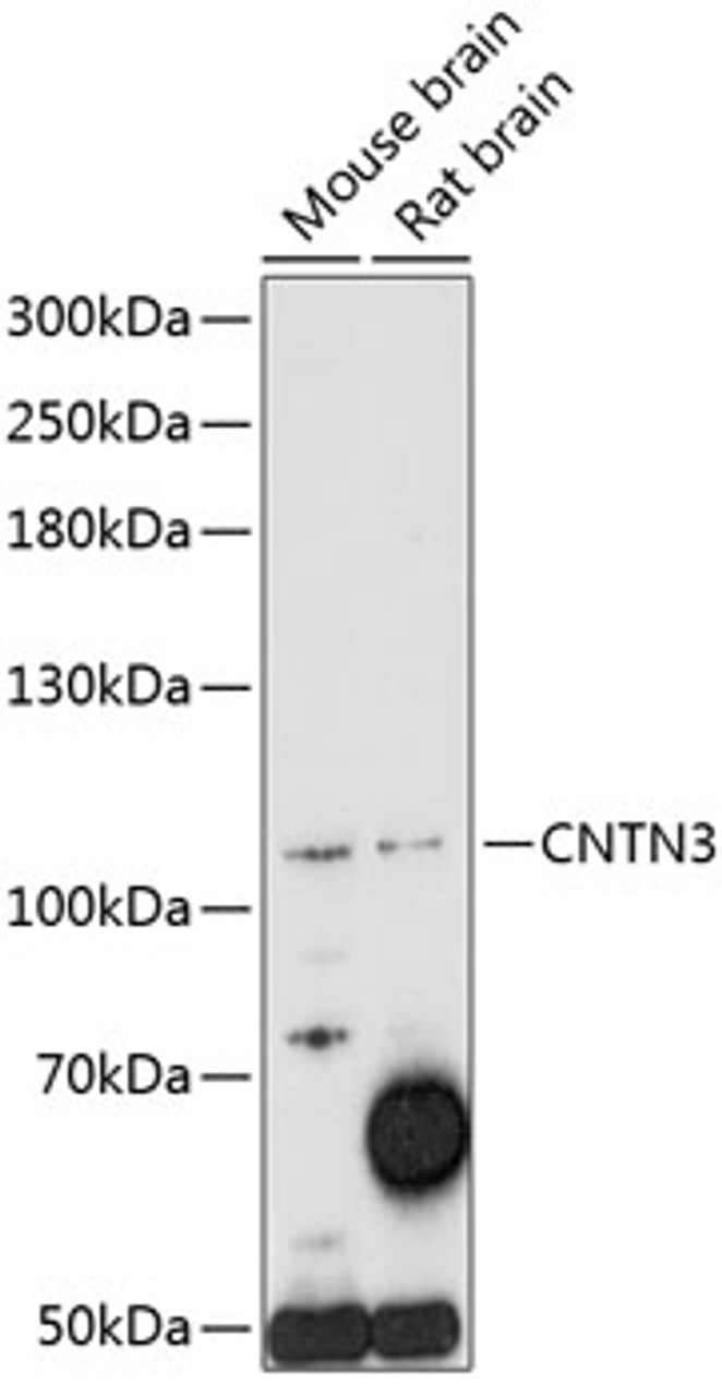 Western blot analysis of extracts of various cell lines, using CNTN3 antibody (15-711) at 1:1000 dilution.<br/>Secondary antibody: HRP Goat Anti-Rabbit IgG (H+L) at 1:10000 dilution.<br/>Lysates/proteins: 25ug per lane.<br/>Blocking buffer: 3% nonfat dry milk in TBST.<br/>Detection: ECL Enhanced Kit.<br/>Exposure time: 5min.