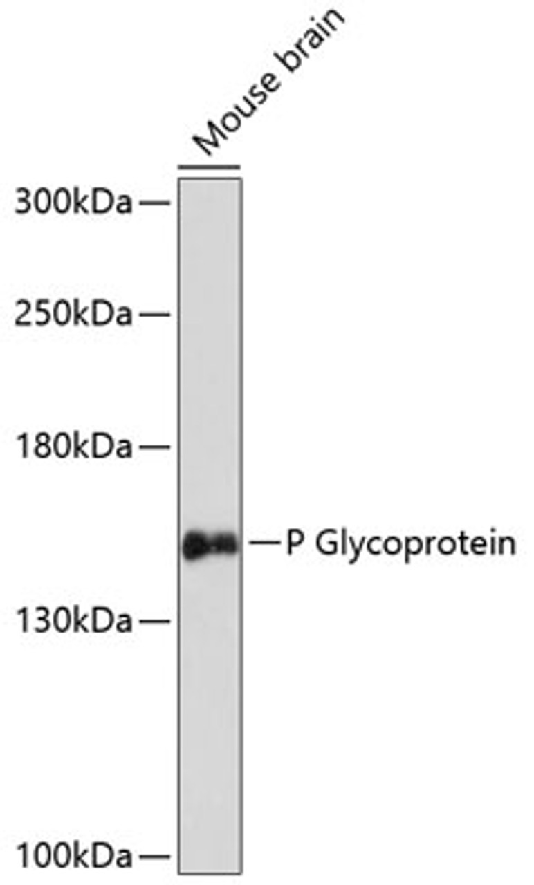 Western blot analysis of extracts of mouse brain, using P Glycoprotein antibody (15-715) at 1:3000 dilution.<br/>Secondary antibody: HRP Goat Anti-Rabbit IgG (H+L) at 1:10000 dilution.<br/>Lysates/proteins: 25ug per lane.<br/>Blocking buffer: 3% nonfat dry milk in TBST.<br/>Detection: ECL Basic Kit.<br/>Exposure time: 90s.