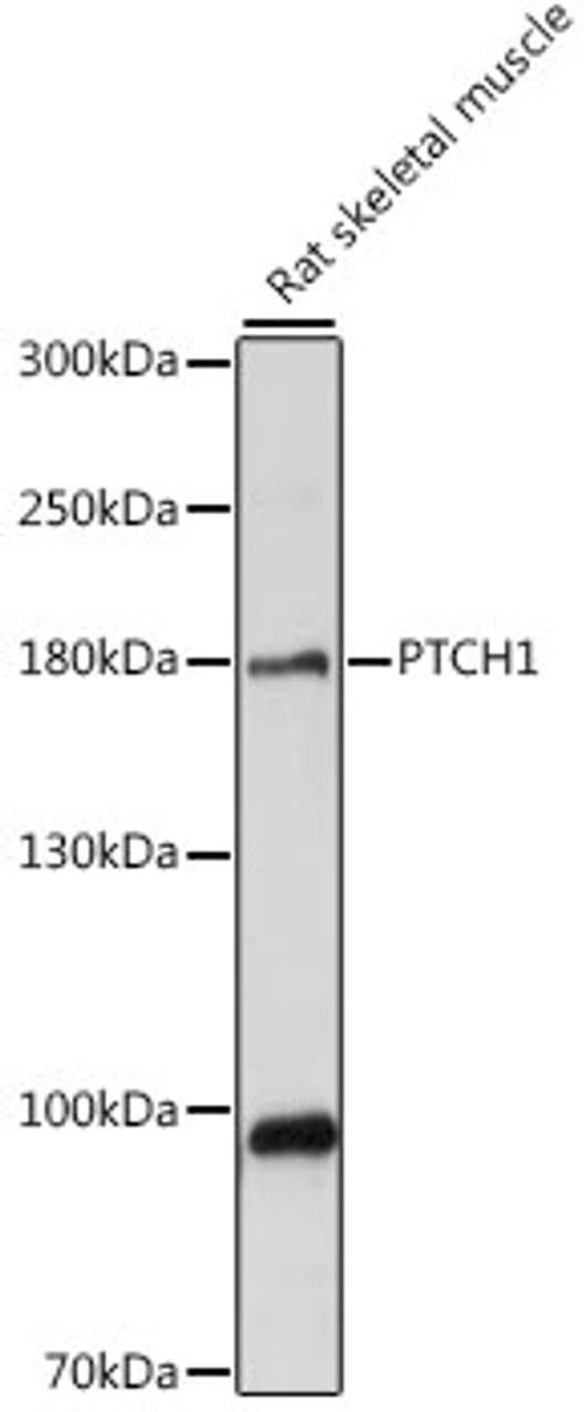 Western blot analysis of extracts of rat skeletal muscle, using PTCH1 antibody (15-720) at 1:1000 dilution.<br/>Secondary antibody: HRP Goat Anti-Rabbit IgG (H+L) at 1:10000 dilution.<br/>Lysates/proteins: 25ug per lane.<br/>Blocking buffer: 3% nonfat dry milk in TBST.<br/>Detection: ECL Basic Kit.<br/>Exposure time: 5s.