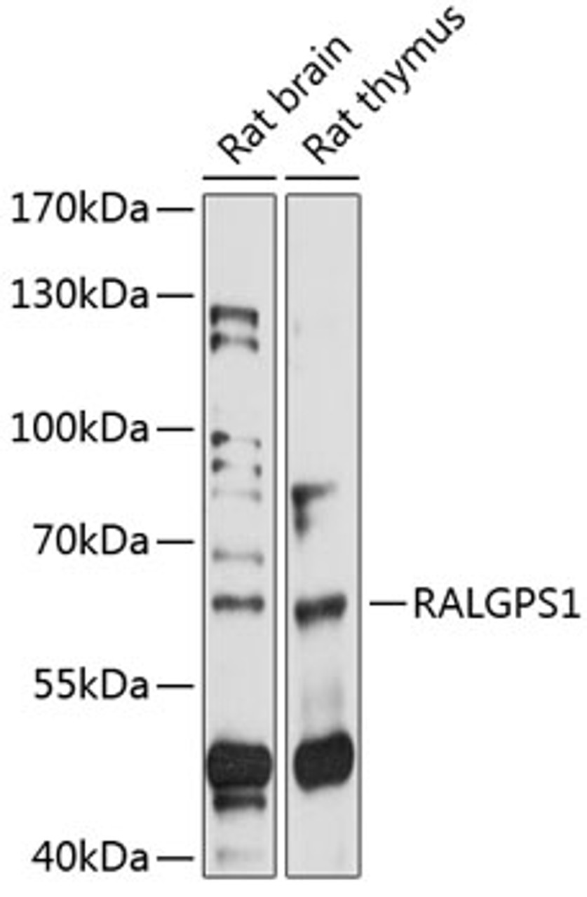 Western blot analysis of extracts of various cell lines, using RALGPS1 antibody (15-751) at 1:1000 dilution.<br/>Secondary antibody: HRP Goat Anti-Rabbit IgG (H+L) at 1:10000 dilution.<br/>Lysates/proteins: 25ug per lane.<br/>Blocking buffer: 3% nonfat dry milk in TBST.<br/>Detection: ECL Basic Kit.<br/>Exposure time: 90s.