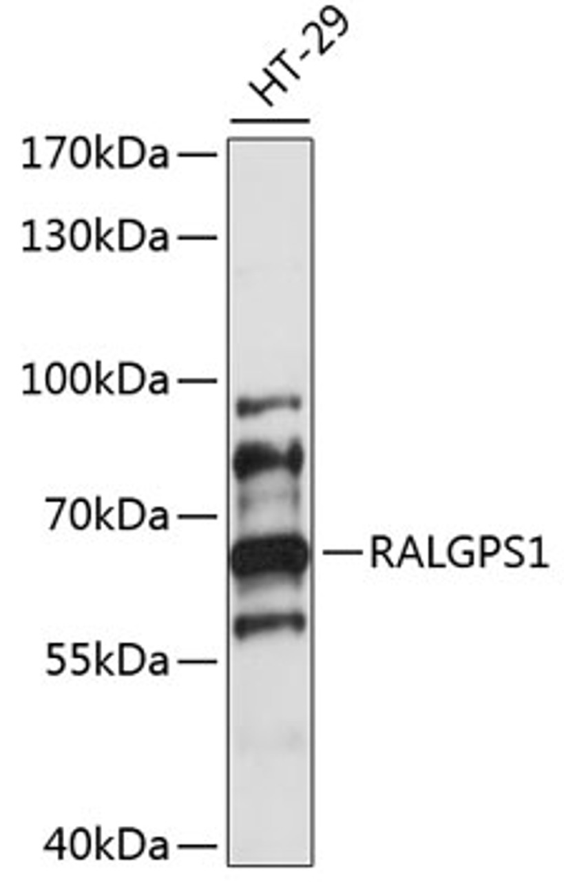 Western blot analysis of extracts of HT-29 cells, using RALGPS1 antibody (15-752) at 1:1000 dilution.<br/>Secondary antibody: HRP Goat Anti-Rabbit IgG (H+L) at 1:10000 dilution.<br/>Lysates/proteins: 25ug per lane.<br/>Blocking buffer: 3% nonfat dry milk in TBST.<br/>Detection: ECL Basic Kit.<br/>Exposure time: 60s.