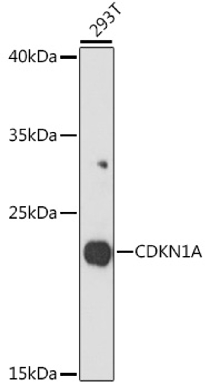 Western blot analysis of extracts of 293T cells, using CDKN1A antibody (15-754) at 1:1000 dilution.<br/>Secondary antibody: HRP Goat Anti-Rabbit IgG (H+L) at 1:10000 dilution.<br/>Lysates/proteins: 25ug per lane.<br/>Blocking buffer: 3% nonfat dry milk in TBST.<br/>Detection: ECL Basic Kit.<br/>Exposure time: 10s.