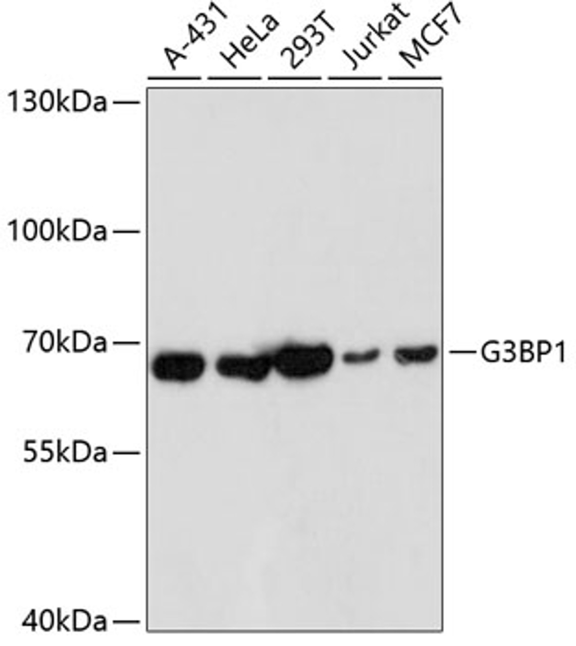 Western blot analysis of extracts of various cell lines, using G3BP1 antibody (15-756) at 1:1000 dilution.<br/>Secondary antibody: HRP Goat Anti-Rabbit IgG (H+L) at 1:10000 dilution.<br/>Lysates/proteins: 25ug per lane.<br/>Blocking buffer: 3% nonfat dry milk in TBST.<br/>Detection: ECL Basic Kit.<br/>Exposure time: 10s.