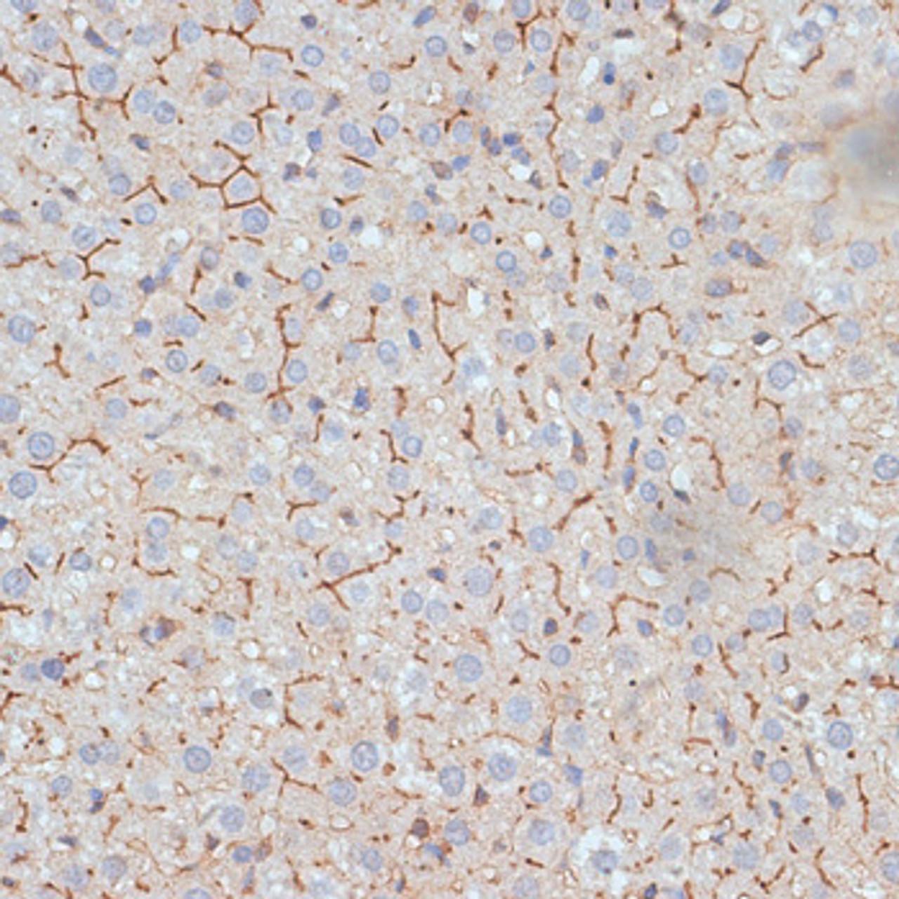 Immunohistochemistry of paraffin-embedded rat liver using G3BP1 antibody (15-756) at dilution of 1:100 (40x lens) .