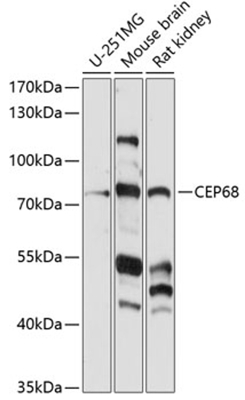 Western blot analysis of extracts of various cell lines, using CEP68 antibody (15-763) at 1:1000 dilution.<br/>Secondary antibody: HRP Goat Anti-Rabbit IgG (H+L) at 1:10000 dilution.<br/>Lysates/proteins: 25ug per lane.<br/>Blocking buffer: 3% nonfat dry milk in TBST.<br/>Detection: ECL Enhanced Kit.<br/>Exposure time: 90s.