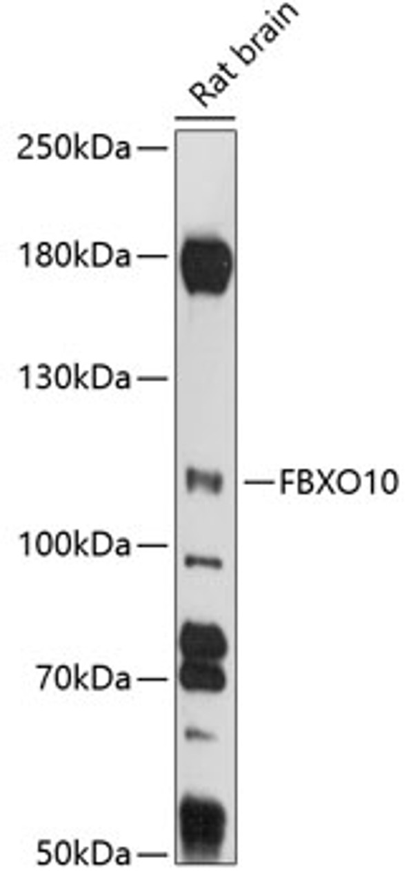 Western blot analysis of extracts of rat brain, using FBXO10 antibody (15-769) at 1:1000 dilution.<br/>Secondary antibody: HRP Goat Anti-Rabbit IgG (H+L) at 1:10000 dilution.<br/>Lysates/proteins: 25ug per lane.<br/>Blocking buffer: 3% nonfat dry milk in TBST.<br/>Detection: ECL Basic Kit.<br/>Exposure time: 90s.