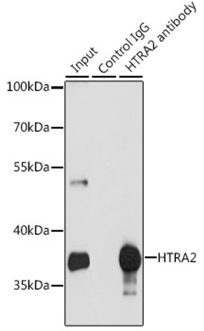 Immunoprecipitation analysis of 200ug extracts of MCF-7 cells, using 3 ug HTRA2 antibody (15-773) . Western blot was performed from the immunoprecipitate using HTRA2 antibody (15-773) at a dilition of 1:1000.