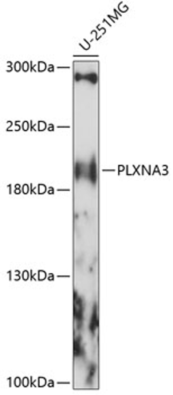 Western blot analysis of extracts of U-251MG cells, using PLXNA3 antibody (15-785) at 1:1000 dilution.<br/>Secondary antibody: HRP Goat Anti-Rabbit IgG (H+L) at 1:10000 dilution.<br/>Lysates/proteins: 25ug per lane.<br/>Blocking buffer: 3% nonfat dry milk in TBST.<br/>Detection: ECL Basic Kit.<br/>Exposure time: 90s.