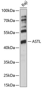 Western blot analysis of extracts of Raji cells, using ASTL antibody (15-819) at 1:1000 dilution.<br/>Secondary antibody: HRP Goat Anti-Rabbit IgG (H+L) at 1:10000 dilution.<br/>Lysates/proteins: 25ug per lane.<br/>Blocking buffer: 3% nonfat dry milk in TBST.<br/>Detection: ECL Basic Kit.<br/>Exposure time: 60s.