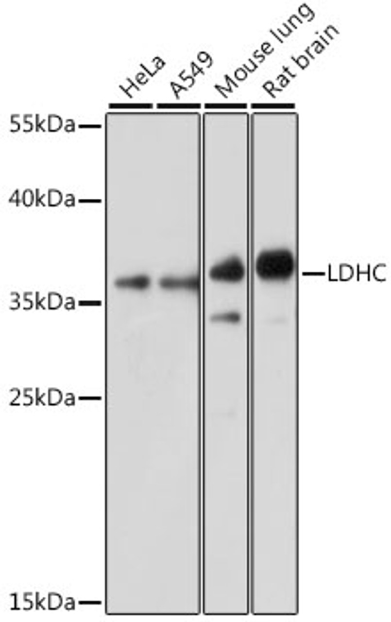 Western blot analysis of extracts of various cell lines, using LDHC antibody (15-825) at 1:1000 dilution.<br/>Secondary antibody: HRP Goat Anti-Rabbit IgG (H+L) at 1:10000 dilution.<br/>Lysates/proteins: 25ug per lane.<br/>Blocking buffer: 3% nonfat dry milk in TBST.<br/>Detection: ECL Basic Kit.<br/>Exposure time: 30s.