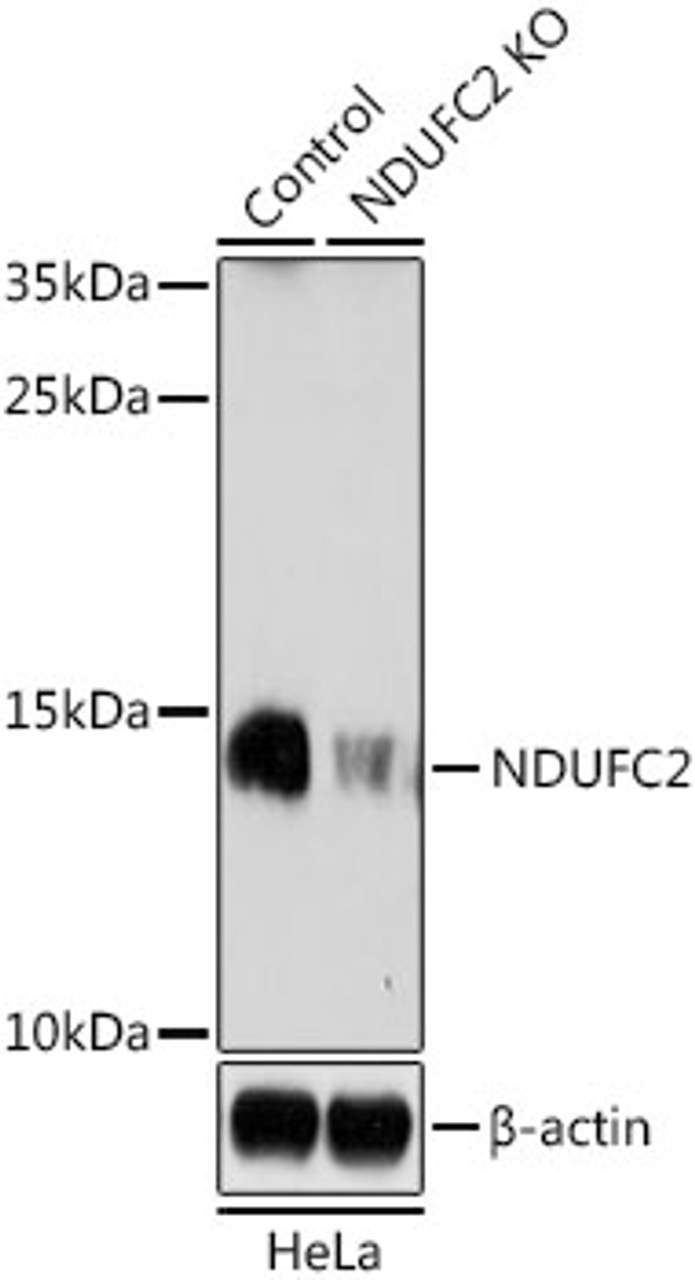 Western blot analysis of extracts from normal (control) and NDUFC2 knockout (KO) HeLa cells, using NDUFC2 antibody (15-859) at 1:1000 dilution.<br/>Secondary antibody: HRP Goat Anti-Rabbit IgG (H+L) at 1:10000 dilution.<br/>Lysates/proteins: 25ug per lane.<br/>Blocking buffer: 3% nonfat dry milk in TBST.<br/>Detection: ECL Enhanced Kit.<br/>Exposure time: 3min.