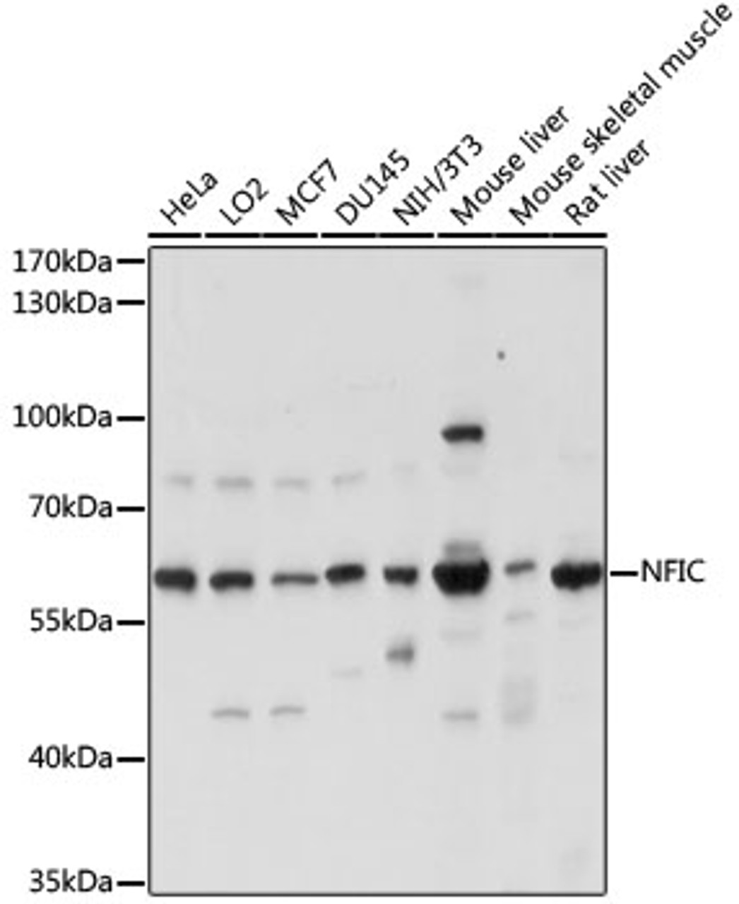 Western blot analysis of extracts of various cell lines, using NFIC antibody (15-860) at 1:1000 dilution.<br/>Secondary antibody: HRP Goat Anti-Rabbit IgG (H+L) at 1:10000 dilution.<br/>Lysates/proteins: 25ug per lane.<br/>Blocking buffer: 3% nonfat dry milk in TBST.<br/>Detection: ECL Basic Kit.<br/>Exposure time: 5s.