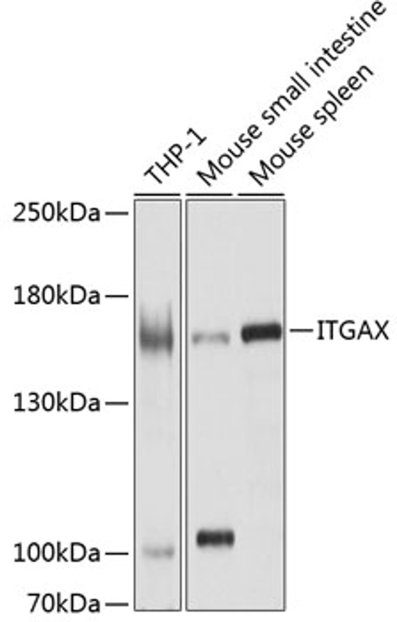 Western blot analysis of extracts of various cell lines, using ITGAX antibody (15-864) at 1:1000 dilution.<br/>Secondary antibody: HRP Goat Anti-Rabbit IgG (H+L) at 1:10000 dilution.<br/>Lysates/proteins: 25ug per lane.<br/>Blocking buffer: 3% nonfat dry milk in TBST.<br/>Detection: ECL Enhanced Kit.<br/>Exposure time: 5s.