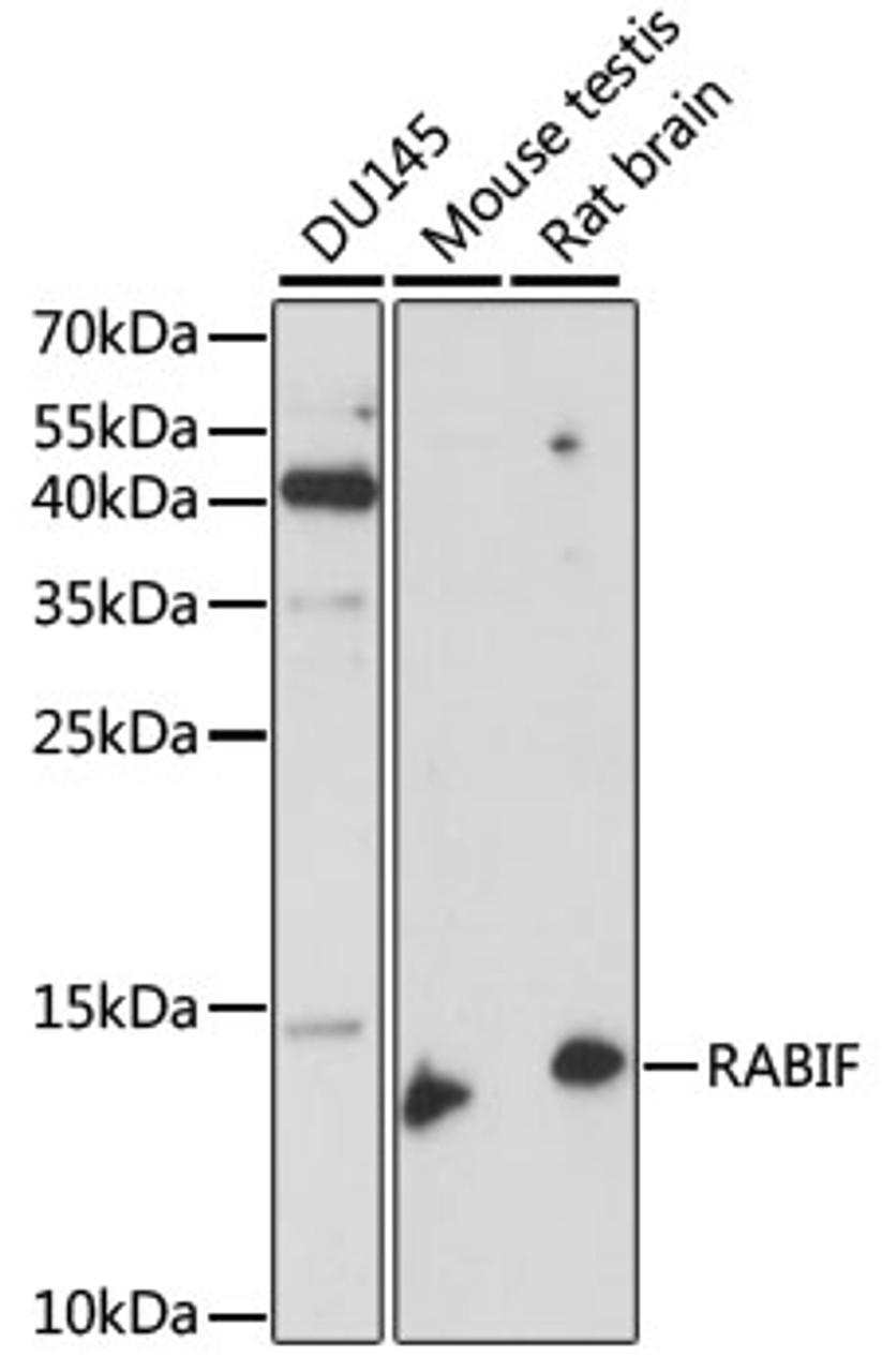 Western blot analysis of extracts of various cell lines, using RABIF antibody (15-871) at 1:1000 dilution.<br/>Secondary antibody: HRP Goat Anti-Rabbit IgG (H+L) at 1:10000 dilution.<br/>Lysates/proteins: 25ug per lane.<br/>Blocking buffer: 3% nonfat dry milk in TBST.<br/>Detection: ECL Enhanced Kit.<br/>Exposure time: 90s.