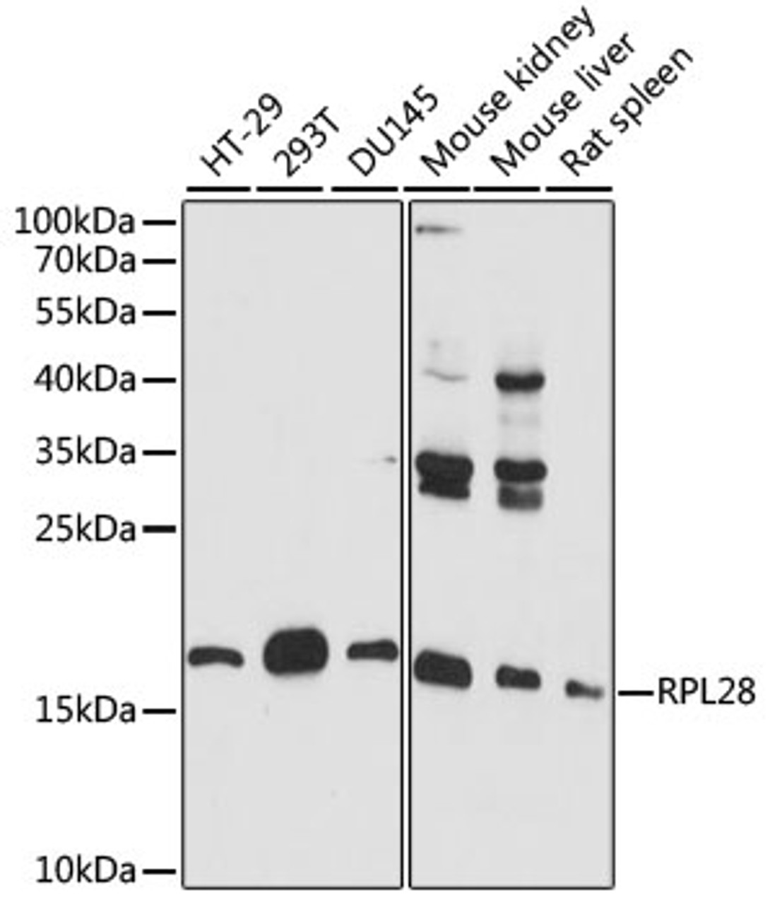 Western blot analysis of extracts of various cell lines, using RPL28 antibody (15-874) at 1:1000 dilution.<br/>Secondary antibody: HRP Goat Anti-Rabbit IgG (H+L) at 1:10000 dilution.<br/>Lysates/proteins: 25ug per lane.<br/>Blocking buffer: 3% nonfat dry milk in TBST.<br/>Detection: ECL Basic Kit.<br/>Exposure time: 60s.