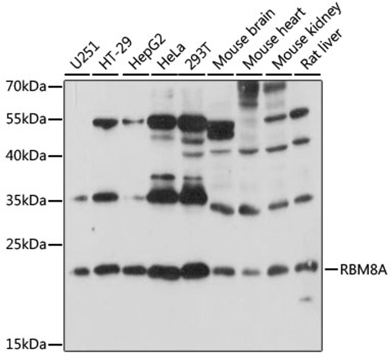 Western blot analysis of extracts of various cell lines, using RBM8A antibody (15-889) at 1:1000 dilution.<br/>Secondary antibody: HRP Goat Anti-Rabbit IgG (H+L) at 1:10000 dilution.<br/>Lysates/proteins: 25ug per lane.<br/>Blocking buffer: 3% nonfat dry milk in TBST.<br/>Detection: ECL Basic Kit.<br/>Exposure time: 10s.