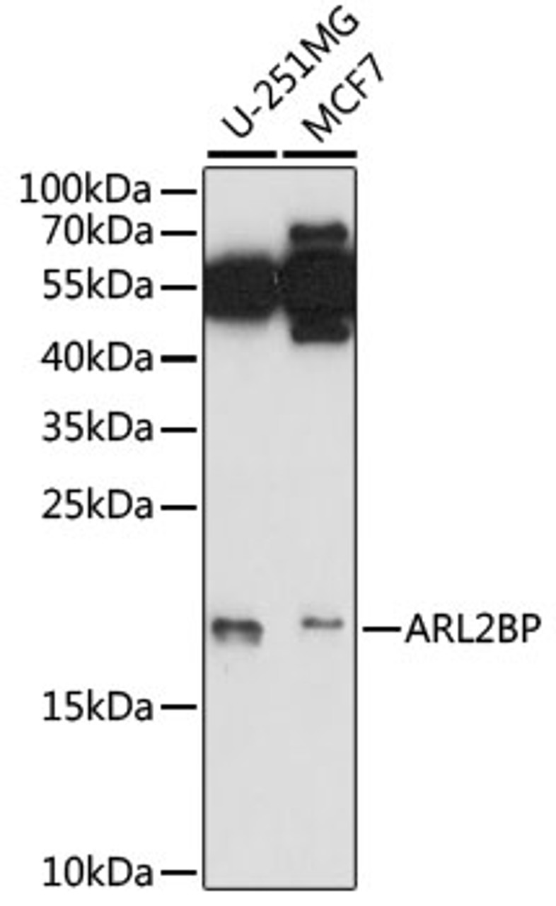 Western blot analysis of extracts of various cell lines, using ARL2BP antibody (15-902) at 1:1000 dilution.<br/>Secondary antibody: HRP Goat Anti-Rabbit IgG (H+L) at 1:10000 dilution.<br/>Lysates/proteins: 25ug per lane.<br/>Blocking buffer: 3% nonfat dry milk in TBST.<br/>Detection: ECL Basic Kit.<br/>Exposure time: 90s.