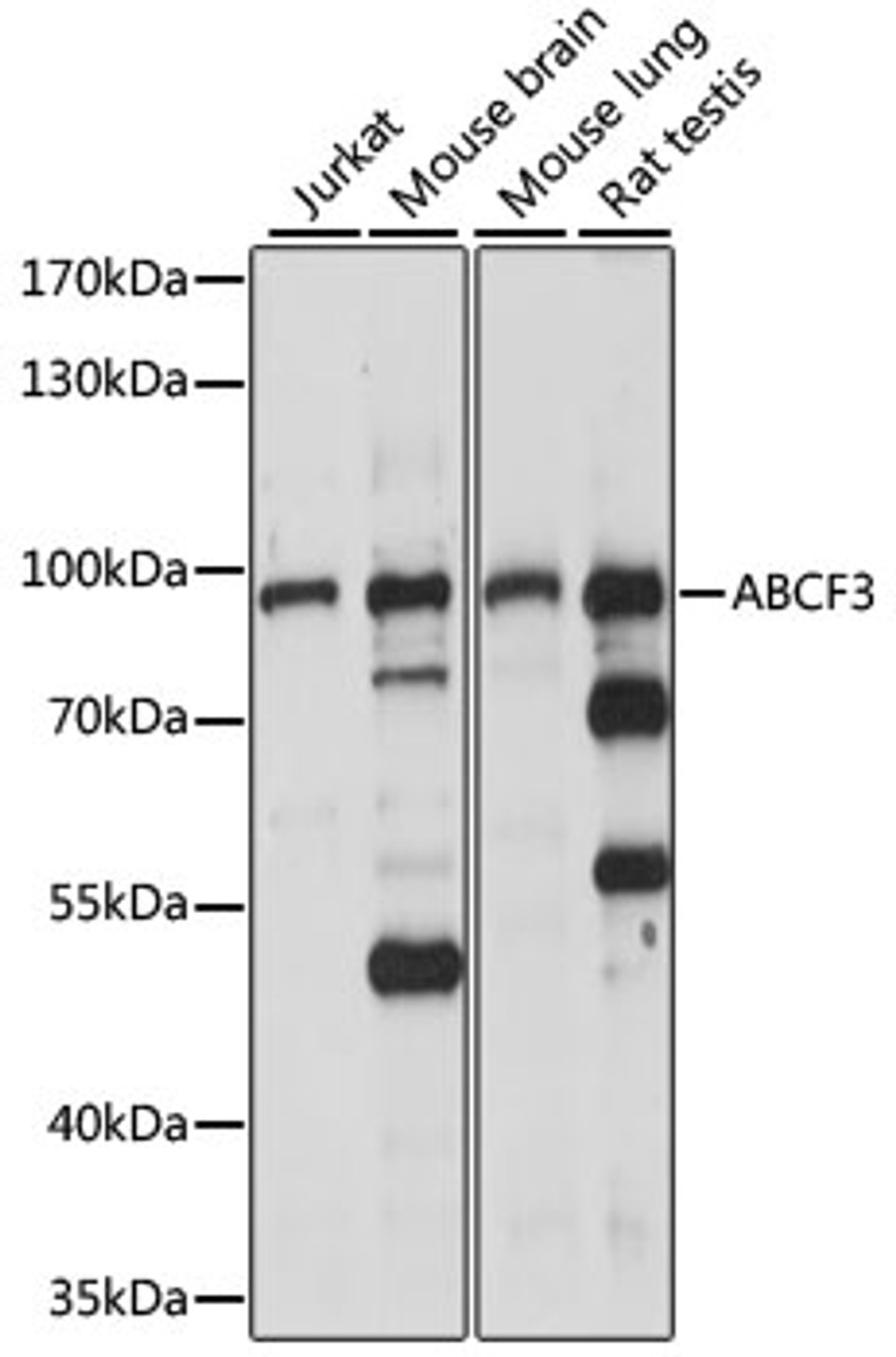 Western blot analysis of extracts of various cell lines, using ABCF3 antibody (15-912) at 1:1000 dilution.<br/>Secondary antibody: HRP Goat Anti-Rabbit IgG (H+L) at 1:10000 dilution.<br/>Lysates/proteins: 25ug per lane.<br/>Blocking buffer: 3% nonfat dry milk in TBST.<br/>Detection: ECL Basic Kit.<br/>Exposure time: 30s.