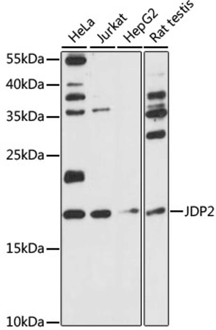 Western blot analysis of extracts of various cell lines, using JDP2 antibody (15-929) at 1:1000 dilution.<br/>Secondary antibody: HRP Goat Anti-Rabbit IgG (H+L) at 1:10000 dilution.<br/>Lysates/proteins: 25ug per lane.<br/>Blocking buffer: 3% nonfat dry milk in TBST.<br/>Detection: ECL Basic Kit.<br/>Exposure time: 90s.