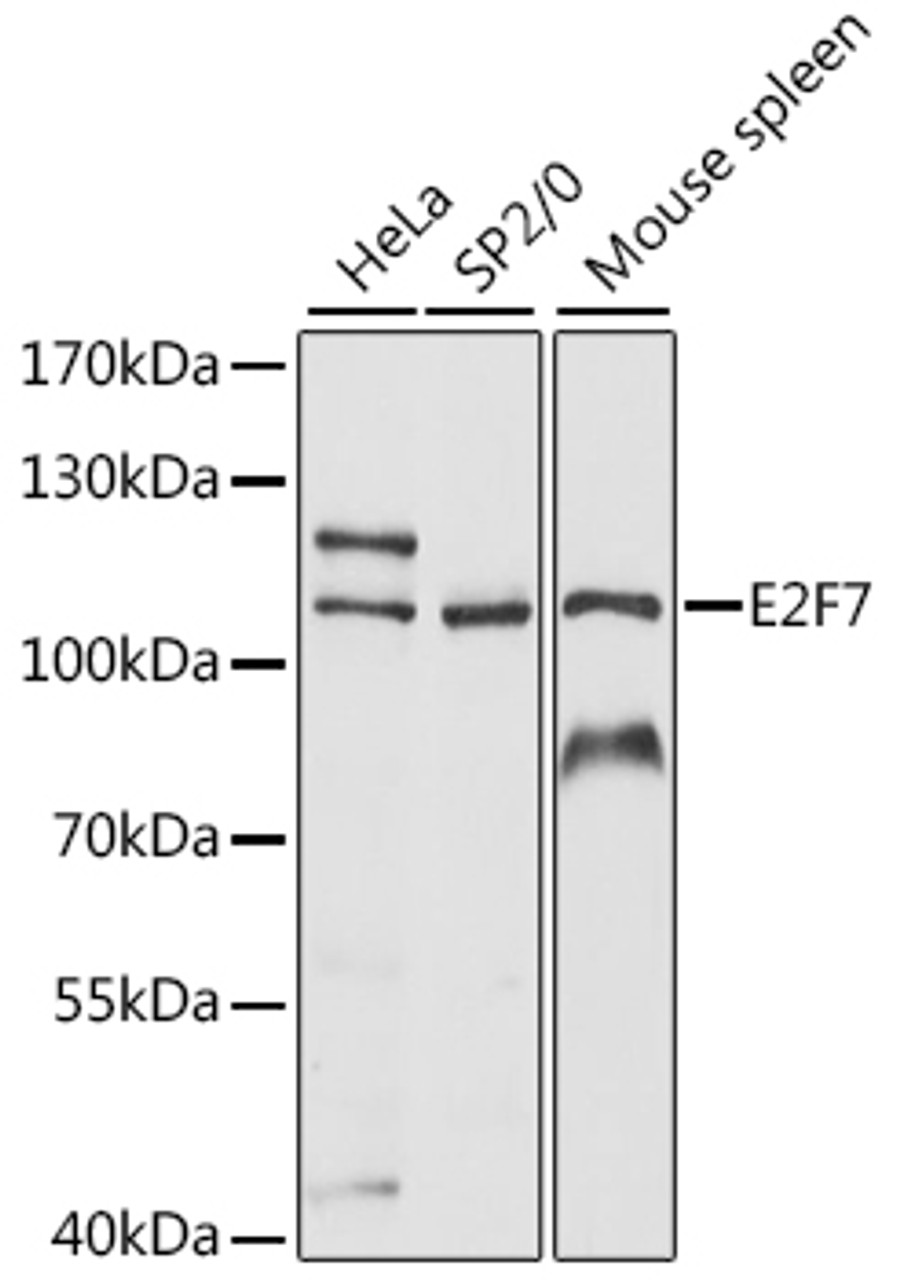 Western blot analysis of extracts of various cell lines, using E2F7 antibody (15-932) at 1:1000 dilution.<br/>Secondary antibody: HRP Goat Anti-Rabbit IgG (H+L) at 1:10000 dilution.<br/>Lysates/proteins: 25ug per lane.<br/>Blocking buffer: 3% nonfat dry milk in TBST.<br/>Detection: ECL Basic Kit.<br/>Exposure time: 90s.