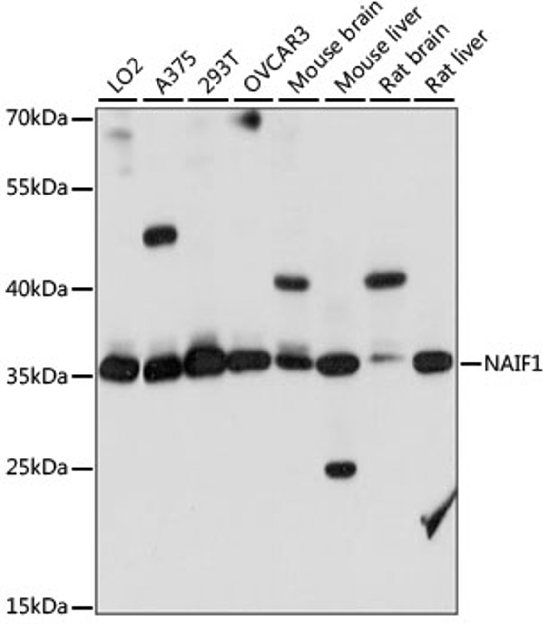 Western blot analysis of extracts of various cell lines, using NAIF1 antibody (15-938) at 1:1000 dilution.<br/>Secondary antibody: HRP Goat Anti-Rabbit IgG (H+L) at 1:10000 dilution.<br/>Lysates/proteins: 25ug per lane.<br/>Blocking buffer: 3% nonfat dry milk in TBST.<br/>Detection: ECL Basic Kit.<br/>Exposure time: 10S.
