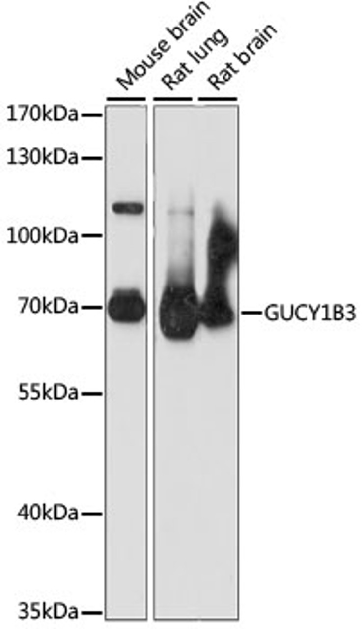 Western blot analysis of extracts of various cell lines, using GUCY1B3 antibody (15-956) at 1:1000 dilution.<br/>Secondary antibody: HRP Goat Anti-Rabbit IgG (H+L) at 1:10000 dilution.<br/>Lysates/proteins: 25ug per lane.<br/>Blocking buffer: 3% nonfat dry milk in TBST.<br/>Detection: ECL Basic Kit.<br/>Exposure time: 30S.
